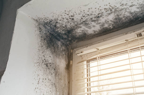 Affordable Basement Mold Remediation solutions in Stantonsburg, NC